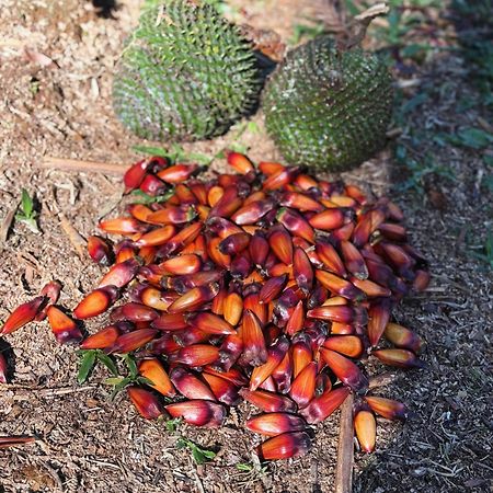 Cabana Ohana, Espacosa, Aconchegante E Completa Urubici Ngoại thất bức ảnh
